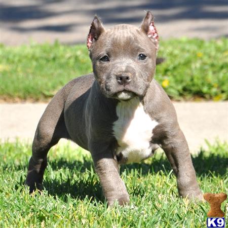 american pit bull puppy posted by Pitbulls for Sale